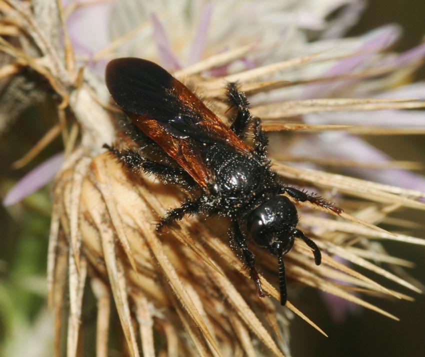 Scolia sexmaculata (Scolidae)